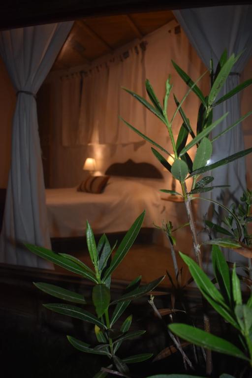 Refugio Alana Máncora